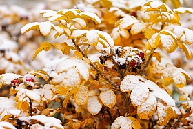 Первый снег | Фотограф Александр Кузнецов | foto.by фото.бай