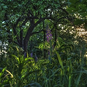 фотограф Сергей Шабуневич. Фотография "Летние травы"