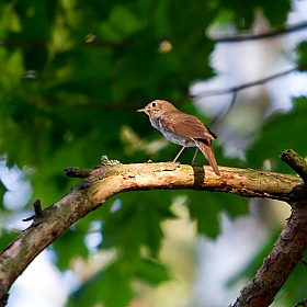 фотограф Антон Толкачев. Фотография "Маленькая птичка с выдающимся голосом!Соловей"
