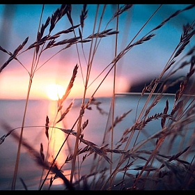 Отражение солнца вне колосков травы. | Фотограф Гриша Буян | foto.by фото.бай