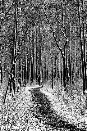 Лесные тропы | Фотограф Сергей Ласута | foto.by фото.бай