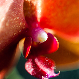 фотограф Айвар Удрис. Фотография "Phalaenopsis"
