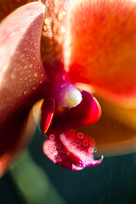 Phalaenopsis | Фотограф Айвар Удрис | foto.by фото.бай