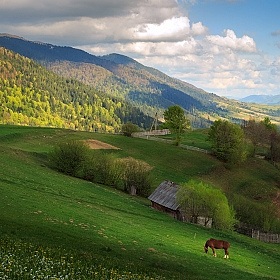 фотограф Ольга Коваленкова. Фотография "карпатский пейзаж с красным конем:)"