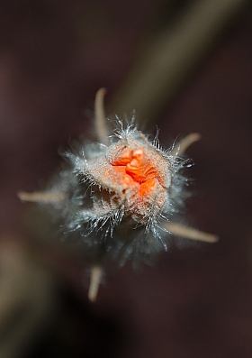 цветок тыквы | Фотограф tany naumovich | foto.by фото.бай