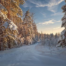 зимний лес | Фотограф Виталий Полуэктов | foto.by фото.бай