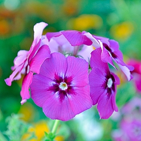 Утренний цветок | Фотограф Денис Снитко | foto.by фото.бай