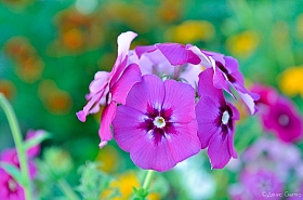 Утренний цветок | Фотограф Денис Снитко | foto.by фото.бай