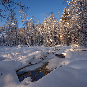 в зимнем лесу | Фотограф Виталий Полуэктов | foto.by фото.бай