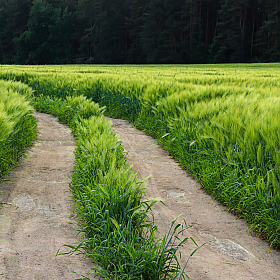 фотограф Екатерина Осипович. Фотография "Дорога через зелёное пшеничное поле."