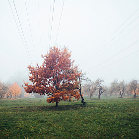 фотограф Алексей Шандалин. Фотография "Осенний дуб"