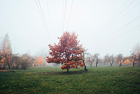 Осенний дуб | Фотограф Алексей Шандалин | foto.by фото.бай