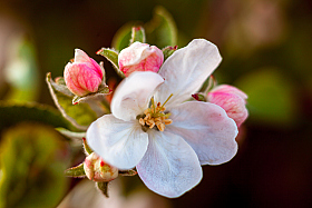 Яблони в цвету... | Фотограф Айвар Удрис | foto.by фото.бай