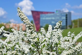 Белое цветение | Фотограф Александр Кузнецов | foto.by фото.бай