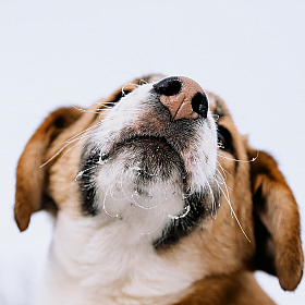 Сладкий носик | Фотограф Дмитрий Гусалов | foto.by фото.бай