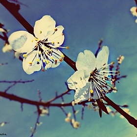 фотограф Наталья Кунцевич. Фотография "цветение абрикоса..."