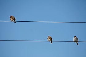 Птички | Фотограф Павел Бурак | foto.by фото.бай