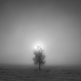фотограф Артём Чиртва. Фотография "зимнее деревостояние"