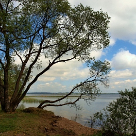 фотограф Игорь Сафонов. Фотография "деревья на берегу"