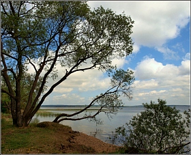 деревья на берегу | Фотограф Игорь Сафонов | foto.by фото.бай
