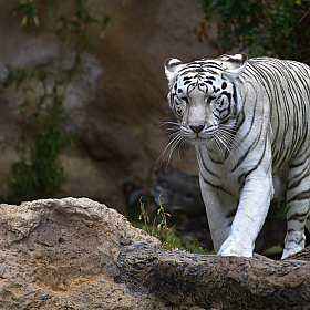 фотограф Ihar Karneichuk. Фотография "Белый тигр.."