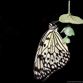 Бабочка | Фотограф Siarhei Lipchyk | foto.by фото.бай