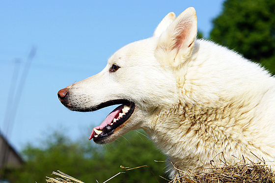 Александр Лагутик - фотограф, фотография добавлена 25.07.2017