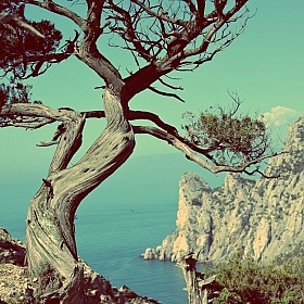 фотограф Анна Черняк. Фотография "Дерево над обрывом"