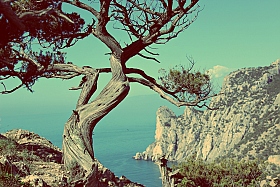 Дерево над обрывом | Фотограф Анна Черняк | foto.by фото.бай