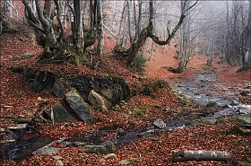 / Таинственный лес / | Фотограф Влад Соколовский | foto.by фото.бай