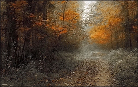 Догорала осень... | Фотограф Диана Буглак-Диковицкая | foto.by фото.бай