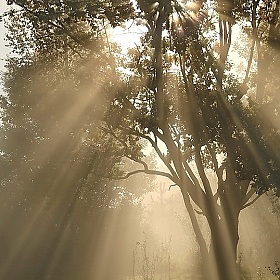 фотограф Павел Нагин. Фотография "В тумане"