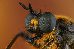 Хищная муха | Фотограф Андрей Шаповалов | foto.by фото.бай