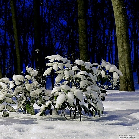 фотограф Владислав Рогалев. Фотография "мороз снежком укутывал..."