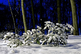 мороз снежком укутывал... | Фотограф Владислав Рогалев | foto.by фото.бай