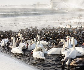 Гуси-Лебеди | Фотограф Дмитрий Голуб | foto.by фото.бай