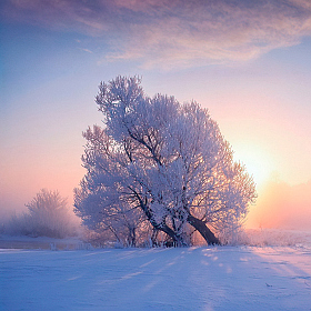 Морозный рассвет | Фотограф Сергей Шабуневич | foto.by фото.бай