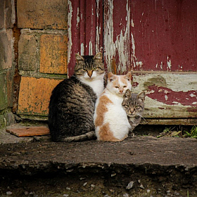 Альбом "Коты" | Фотограф Виталий Некрашевич | foto.by фото.бай