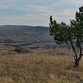 Одиноко стоящее дерево | Фотограф Leonid | foto.by фото.бай