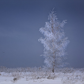 фотограф Алексей Богорянов. Фотография "В объятиях зимы."