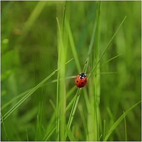 Coccinellidae | Фотограф Роман Филиповец | foto.by фото.бай