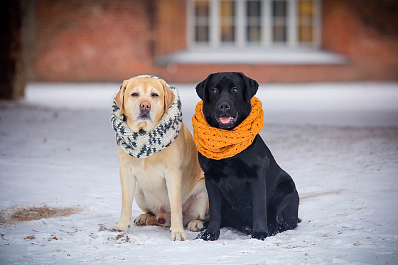 Фотограф Оксана Жура, фотография добавлена 28.01.2018