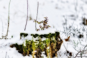 зимний пенёк | Фотограф Александр Минич | foto.by фото.бай