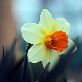фотограф Павел Бурак. Фотография "Весна пришла"