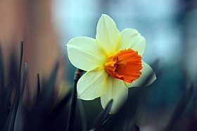 Весна пришла | Фотограф Павел Бурак | foto.by фото.бай
