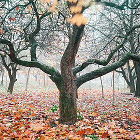 Осень | Фотограф Алексей Шандалин | foto.by фото.бай