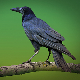 Crow.. | Фотограф Ihar Karneichuk | foto.by фото.бай