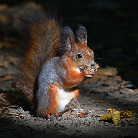*** | Фотограф Ihar Karneichuk | foto.by фото.бай