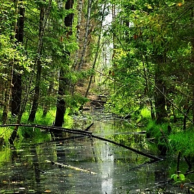 Лесные тропы. | Фотограф Павел Слепухин | foto.by фото.бай