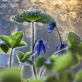 Волшебное утро весны | Фотограф Ирина Горюкина | foto.by фото.бай